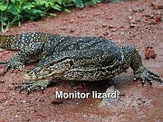 Monitor lizard